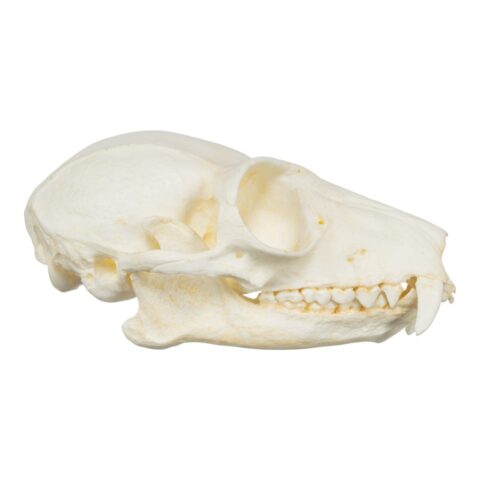Replica Red Ruffed Lemur Skull