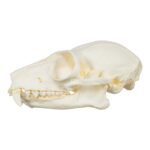 Replica Red Ruffed Lemur Skull