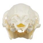 Replica Red Ruffed Lemur Skull