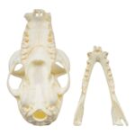 Replica Red Ruffed Lemur Skull