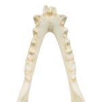 Replica Red Ruffed Lemur Skull