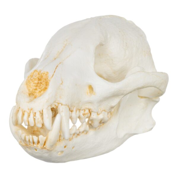 Replica Bush Dog Skull