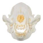 Replica Bush Dog Skull