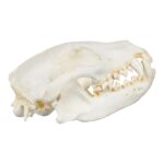 Replica Bush Dog Skull