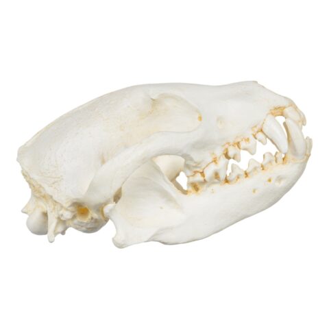 Replica Bush Dog Skull