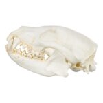 Replica Bush Dog Skull