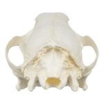 Replica Bush Dog Skull