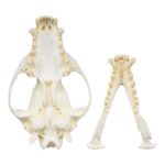 Replica Bush Dog Skull