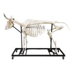 Real Domestic Cow Skeleton – Articulated