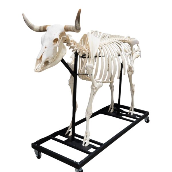 Real Domestic Cow Skeleton – Articulated