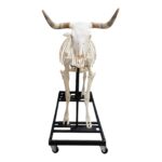 Real Domestic Cow Skeleton – Articulated