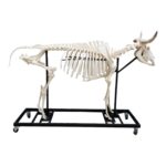 Real Domestic Cow Skeleton – Articulated