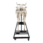 Real Domestic Cow Skeleton – Articulated