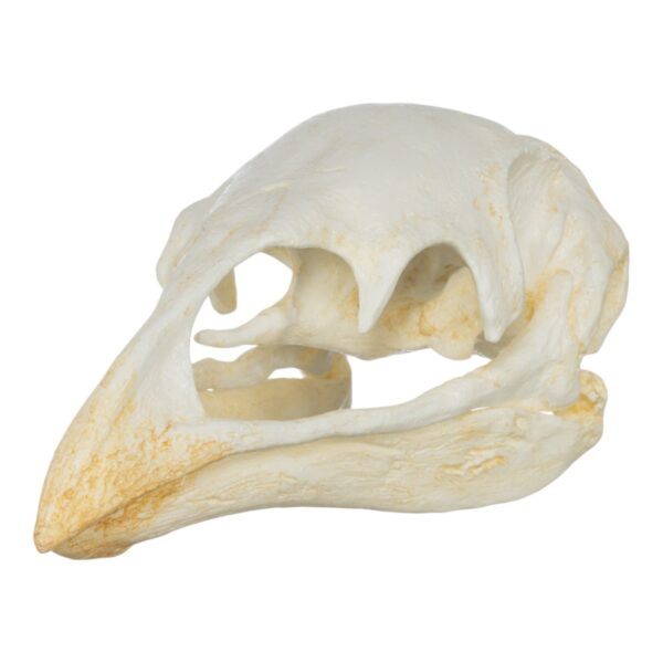 Replica Moa Skull
