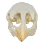 Replica Moa Skull