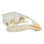 Replica Moa Skull
