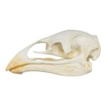 Replica Moa Skull