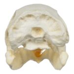 Replica Moa Skull