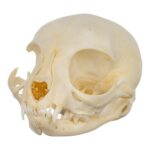 Real Domestic Cat Skull – Kitten