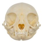 Real Domestic Cat Skull – Kitten
