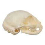 Real Domestic Cat Skull – Kitten