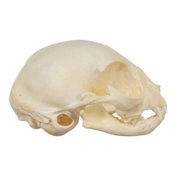 Real Domestic Cat Skull – Kitten