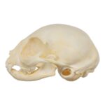Real Domestic Cat Skull – Kitten