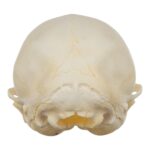 Real Domestic Cat Skull – Kitten