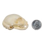 Real Domestic Cat Skull – Kitten