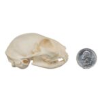 Real Domestic Cat Skull – Adolescent