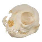 Real Domestic Cat Skull – Adolescent