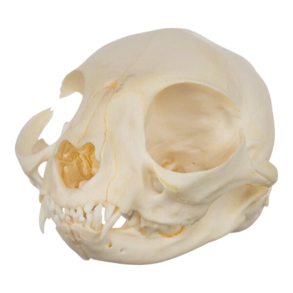 Real Domestic Cat Skull – Adolescent