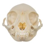 Real Domestic Cat Skull – Adolescent