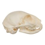 Real Domestic Cat Skull – Adolescent