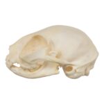 Real Domestic Cat Skull – Adolescent