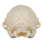 Real Domestic Cat Skull – Adolescent