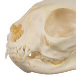 Real Domestic Cat Skull – Adolescent