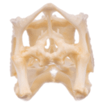 Real Panther Chameleon Skull
