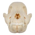 Real Domestic Dog Skull – Puppy