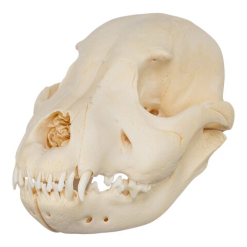 Real Domestic Dog Skull - Puppy