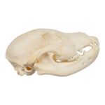 Real Domestic Dog Skull – Puppy