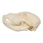 Real Domestic Dog Skull – Puppy