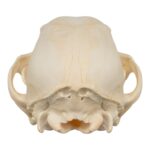 Real Domestic Dog Skull – Puppy