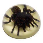 Real Tarantula in Acrylic Dome Paperweight – Glow-in-the-Dark