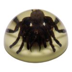 Real Tarantula in Acrylic Dome Paperweight – Glow-in-the-Dark
