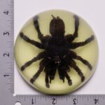 Real Tarantula in Acrylic Dome Paperweight – Glow-in-the-Dark