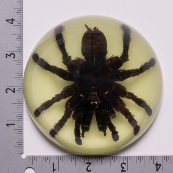 Real Tarantula in Acrylic Dome Paperweight – Glow-in-the-Dark