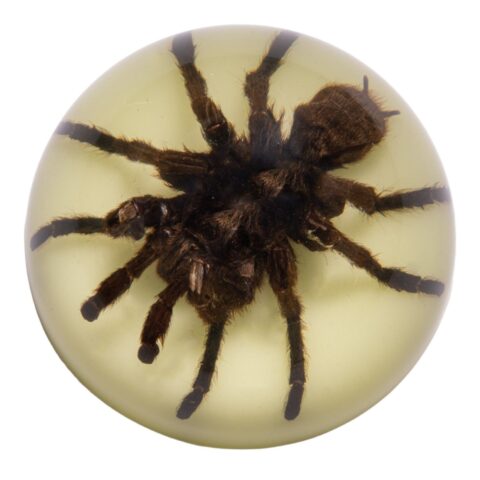 Real Tarantula in Acrylic Dome Paperweight - Glow-in-the-Dark