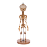 Real Research Quality Human Skeleton – Fetal