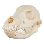 Real Domestic Dog Skull – Adolescent
